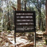 Aokigahara Forest,
