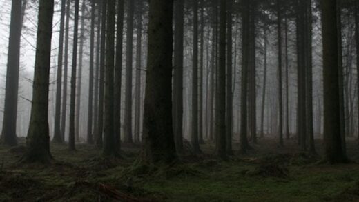 Hoia-Baciu Forest Romania