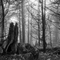 Enigmatic Allure of Aokigahara - Japan's Haunted Forest