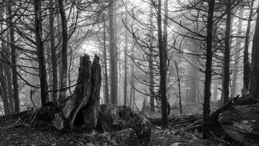 Enigmatic Allure of Aokigahara - Japan's Haunted Forest