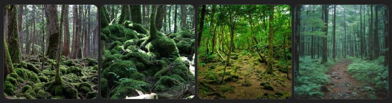Explore the haunting legends and eerie mysteries of Aokigahara, Japan's infamous Suicide Forest at Mount Fuji's base.
