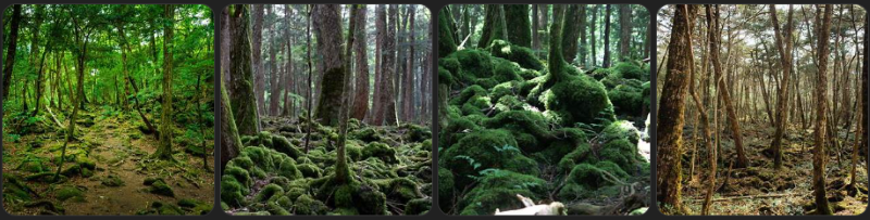 Aokigahara Forest